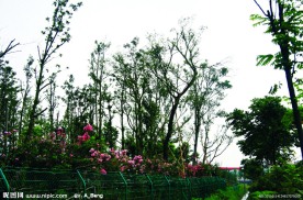 2009道路绿化优胜奖滨盛路绿化