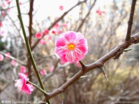 梅花腊梅