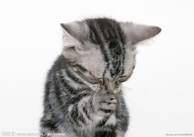 异国短毛猫