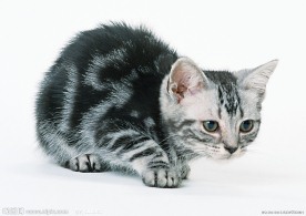 异国短毛猫