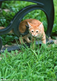 美国硬毛猫