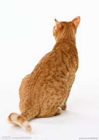 美国硬毛猫