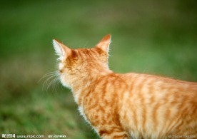美国硬毛猫