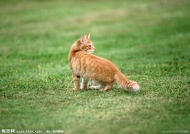美国硬毛猫