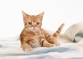 美国硬毛猫