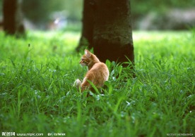 美国硬毛猫