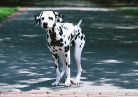 大麦町犬