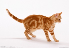 美国硬毛猫