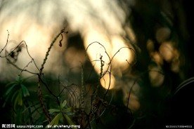 野花草