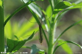 长腿大蚊