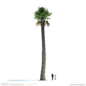 精美树木3D模型