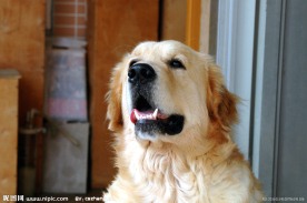 宠物金毛犬
