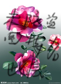牡丹花