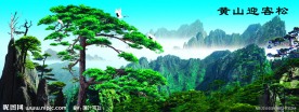 迎客松自然风景图