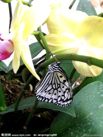 蝴蝶和兰花