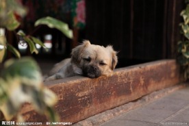 丽江狗狗