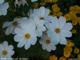白花