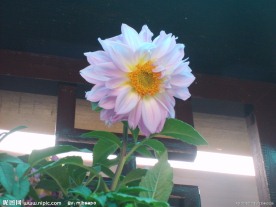 粉红花