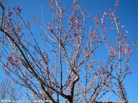 红梅花开