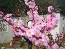 梅花摄影
