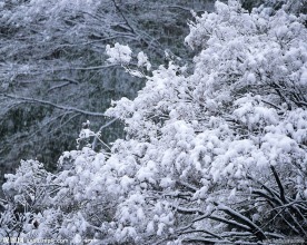 树林 雪