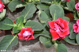 花仙子