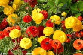 色彩艳丽的花毛茛