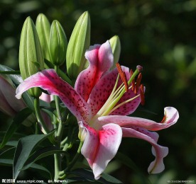 红百合花