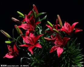 红百合花