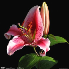红百合花