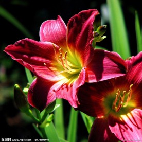 红百合花