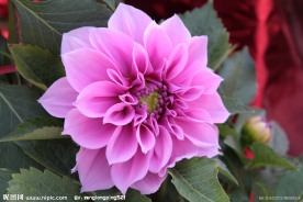 山茶花