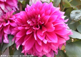 山茶花