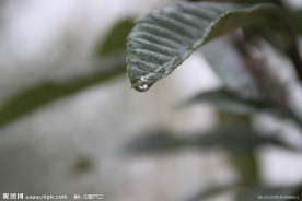 水珠 树叶