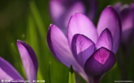 紫花