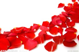 玫瑰花瓣
