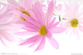 菊花特写