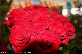 一束玫瑰花