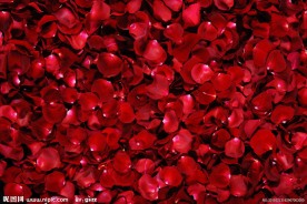 玫瑰花瓣