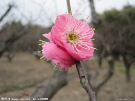 梅花