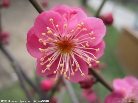 红梅花