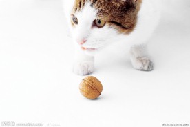 玩核桃的可爱猫