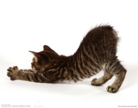 可爱小猫