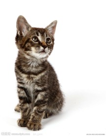 可爱小猫