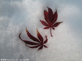 雪地上的叶子
