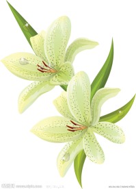 矢量百合花