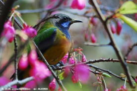 采花大盗 橙腹叶鹎