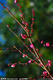 梅花香自苦寒来