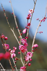 梅花香自苦寒来