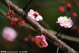 梅花香自苦寒来